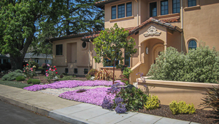 Front Gardens